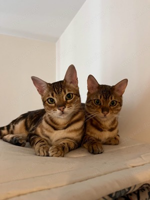 Zwei Bengalkatzen suchen ein neues Zuhause