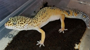 Leopardgecko Weibchen 0.1 aus 2023