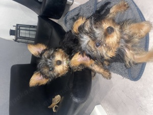 Yorkshire Terrier Welpen 