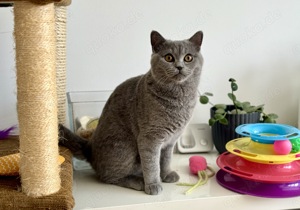 BKH-Kater BLUE, am 29.02.2024 geboren, geimpft, gechipt, kastriert sucht neues Zuhause