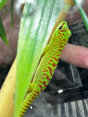 Phelsuma Grandis High Red