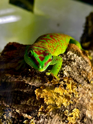 Prachtvolles High Red Madagskar Gecko Zuchtpaar abzugeben 