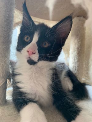 Maine coon kitten 