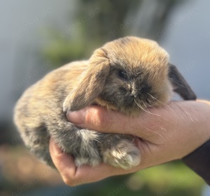 Mini Loop Zwergkaninchen   