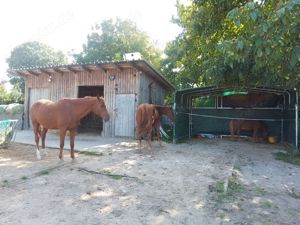 2 Ponystellplätze ab sofort in kleinem Offenstall frei, gerne stromsichere Shettys Bild 5