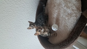 Reinrassige Bengal Kitten mit Stammbaum 