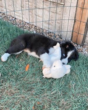 Wunderschöne Border Collie welpen