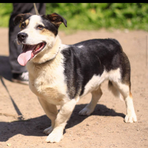 lieber Hund Goshi Rüde 4 Jahre Berlin Reinickendorf