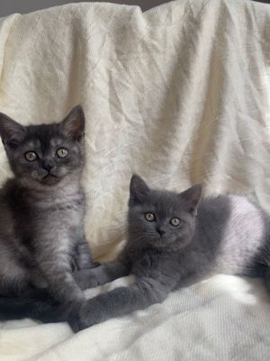 2 Kitten für ein Haushalt! Katze, BKH, britische kurzhaarige Katter