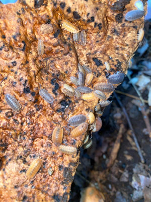 Auflösung, Assel Box ,100 +  Porcellio Scaber Lava