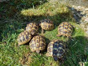 Griechische Landschildkröten aus der Nachzucht 2023