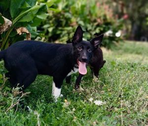 2 Border Collie Mix Welpen 4 Mon 20.9 Fahrt Stuttgart Würzburg Kassel AUS KROATIEN