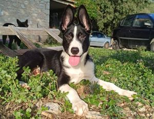 2 Border Collie Mix Welpen 4 Mon 20.9 Fahrt Stuttgart Würzburg Kassel AUS KROATIEN