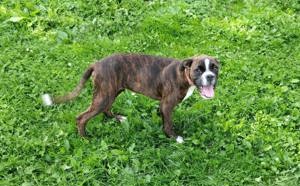 Boxer Welpen 18 Wochen