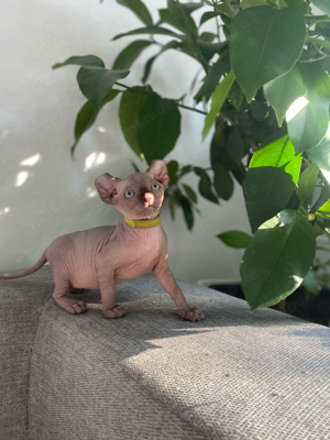 Elf Sphynx kitten