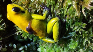 Phyllobates bicolor