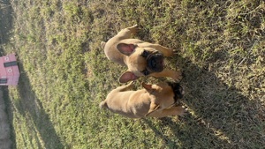 Französisch Bulldogge Welpen