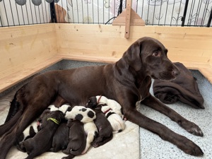 Labrador x Deutsch Kurzhaar Welpen