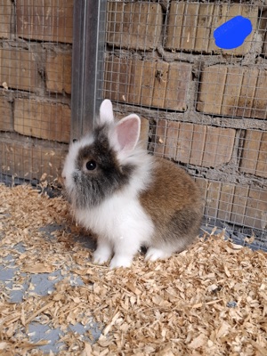 Zwergkaninchen Löwenköpfchen 