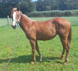 Verk. American Paint Horse Quater Horse Jährling Sorrel Palomino