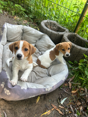 Reinrassige Jack Russel Welpen