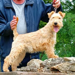 Lakeland Terrier Welpen abzugeben!