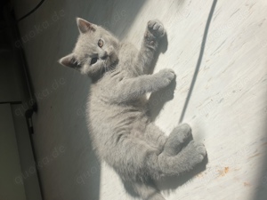 Bkh kater blau kitten und noch ein blaues maedchen!