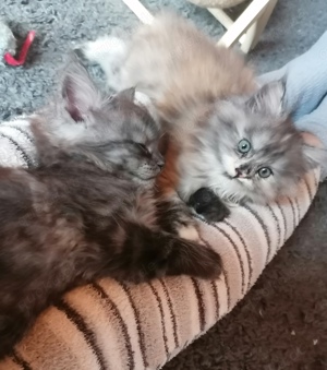 Maine Coon Kitten suchen neues Personal 