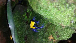 Dendrobates tinctorius citronella Paare 