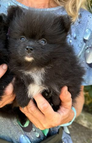 Sehr süße Pomeranian Zwergspitz Welpen