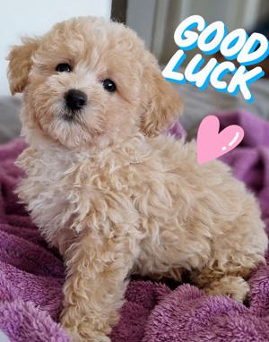 maltipoo welpe poochon F1