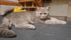 britisch kurzhaar kater sucht zuhause 