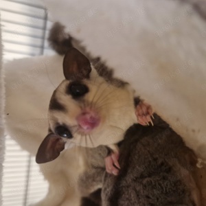 Sugar Glider Joeys m w