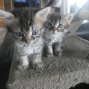 Katzenbabys Maine Coon Mischling Kitten