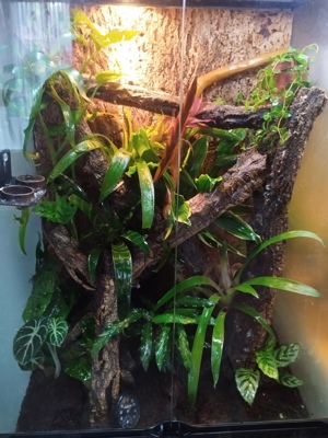 Exo Terra Terrarium komplett mit Einrichtung alles drum und dran 