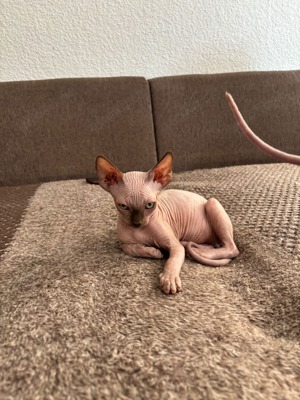 Canadische Sphinx Kitten