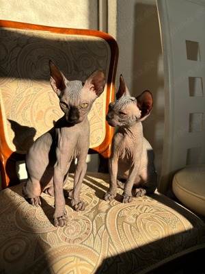 Canadische Sphinx Kitten