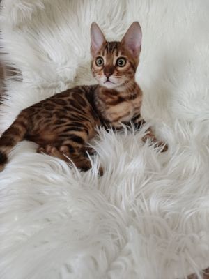 Wunderschönes Bengal Mädchen mit Stammbaum.