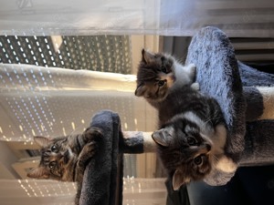 Maincoon  Ragdoll Mix Kitten 