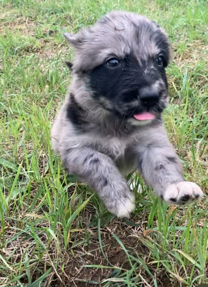 Australian Shepherd Hündin 