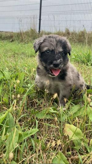 Australian Shepherd Hündin 