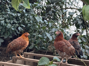 3 junge Hühner, Junghennen, Legehennen Hennen Huhn Blumenhühner Vorwerk 