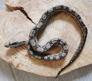 Boa Imperator Tarahumara