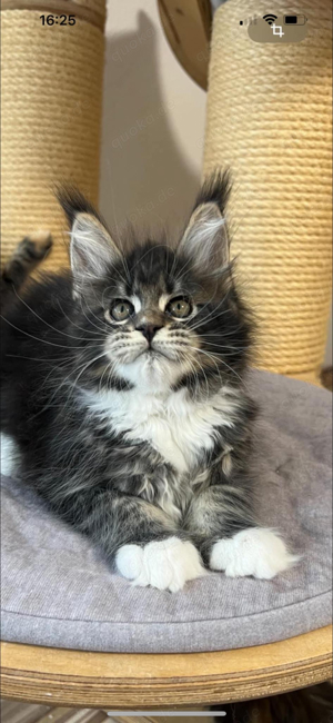 Reinrasige Maine Coon kitten mit Stammbaum