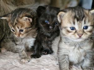 Maine Coon -Ragdoll Kitten