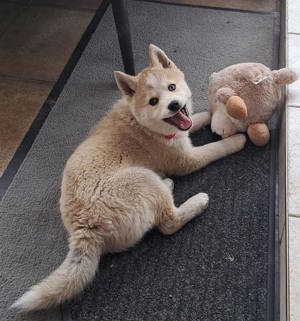 Pomsky (Mini Husky) Mix