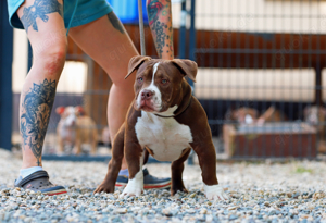 american bully rüde junghund abkc