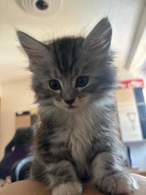 Maine Coon Katzenbabys 