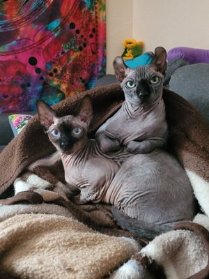 2 verschmuste Sphynx-Kater in liebevolle Hände abzugeben 