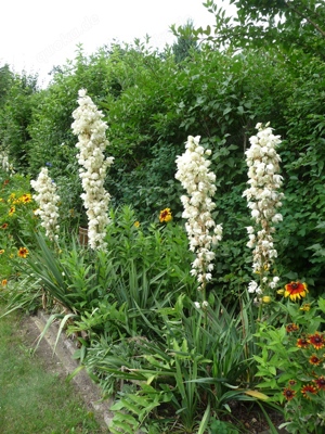 Palmenlilie, Agave Yucca, winterhart, Höhe ca. 30cm, Jungpflanzen, 